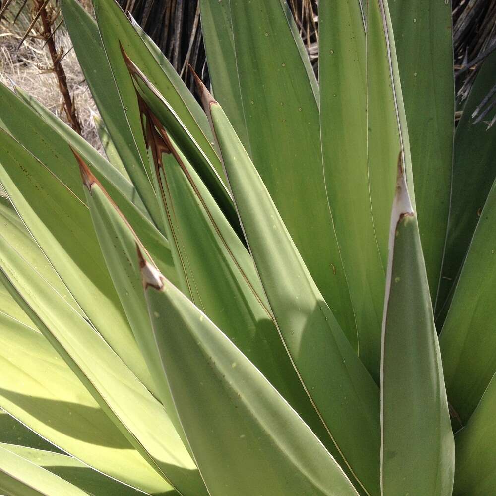 Слика од Agave triangularis Jacobi