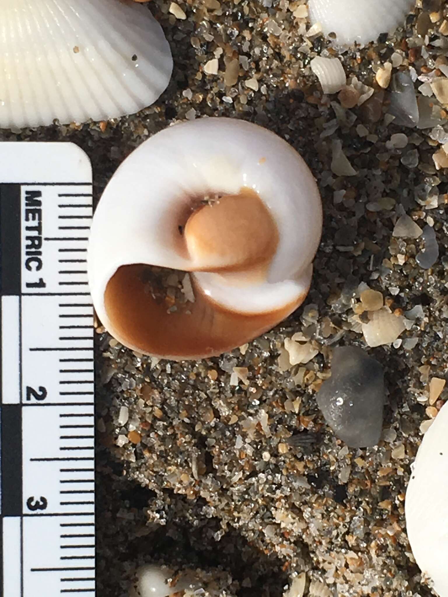 Image of lobed moonsnail