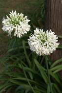 Imagem de Agapanthus africanus (L.) Hoffmanns.