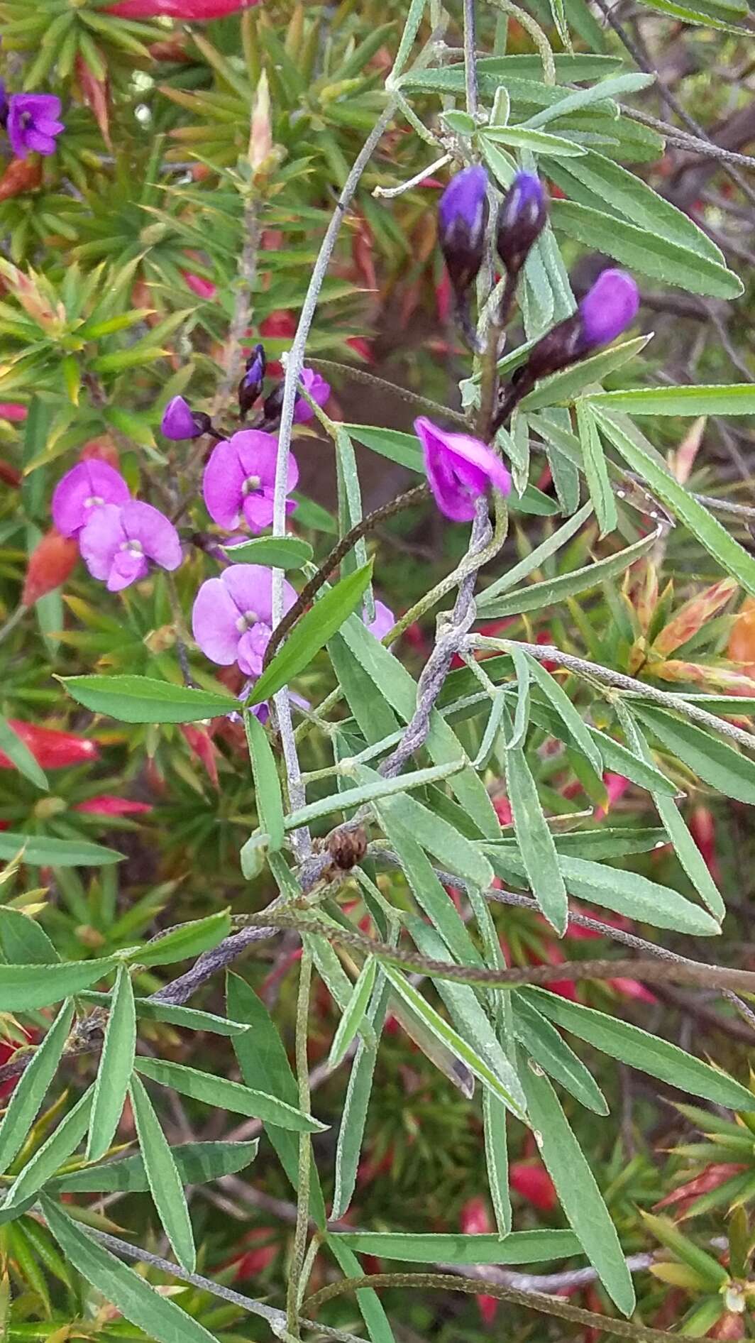 Image of <i>Glycine rubiginosa</i>