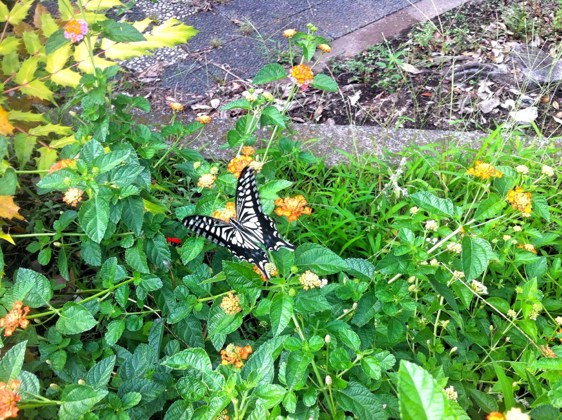 Papilio xuthus Linnaeus 1767 resmi