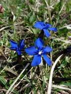 Plancia ëd Gentiana verna L.