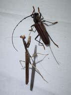 Image of Juiaparus mexicanus (Thomson 1861)
