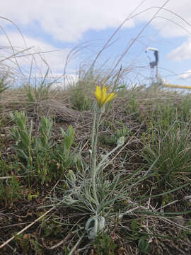 Image of Podospermum canum C. A. Mey.