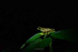 Image of Boulenger's Tree Frog