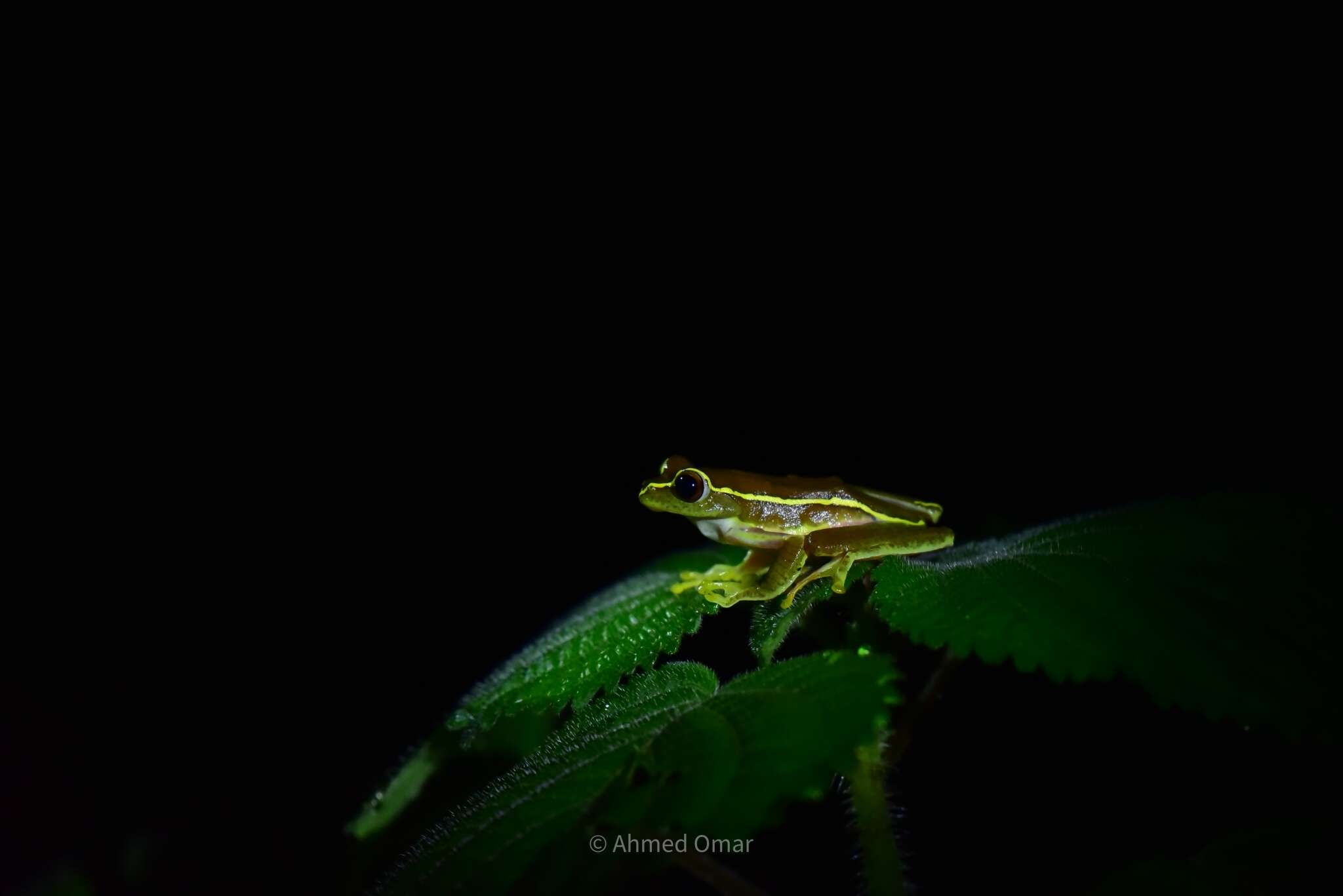 Image of Boulenger's Tree Frog