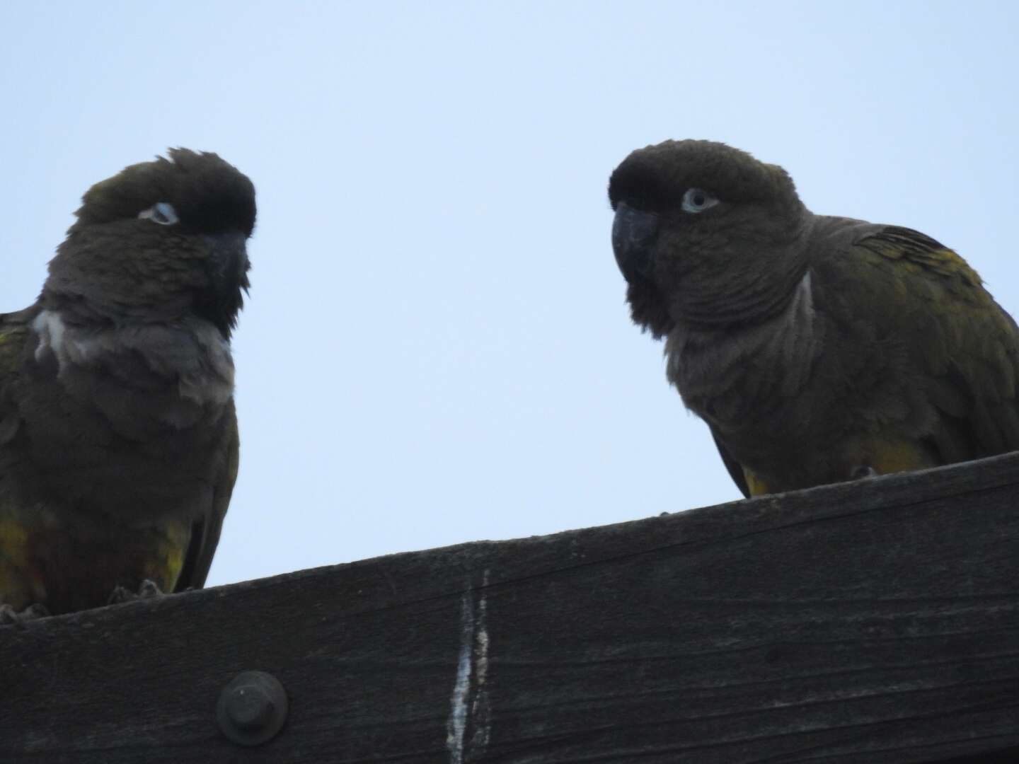 صورة Cyanoliseus patagonus patagonus (Vieillot 1818)