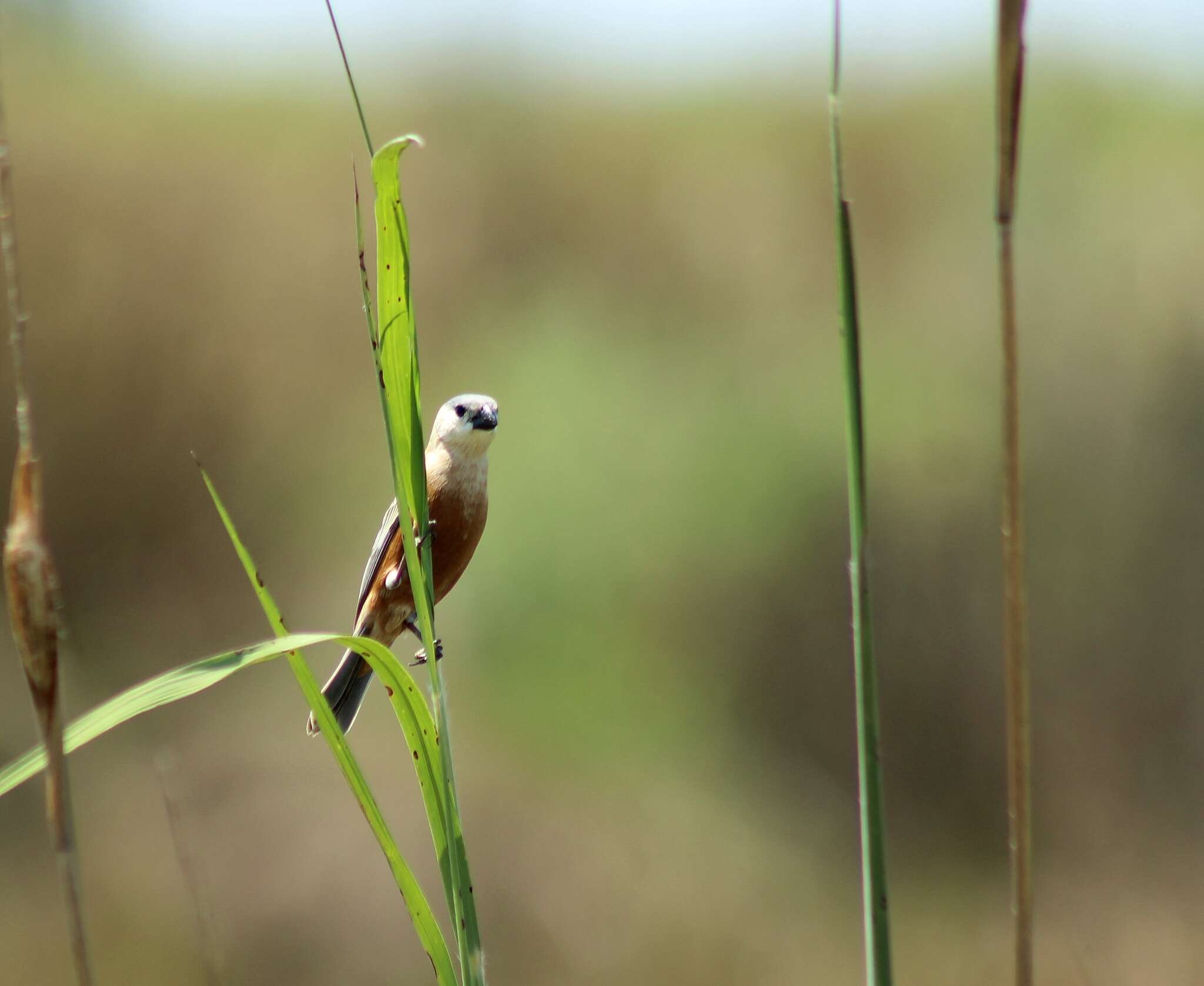 Image of Marsh Seedeater