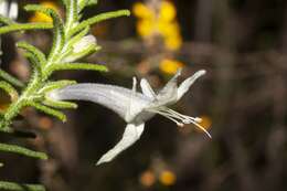 Image of Chloanthes stoechadis R. Br.