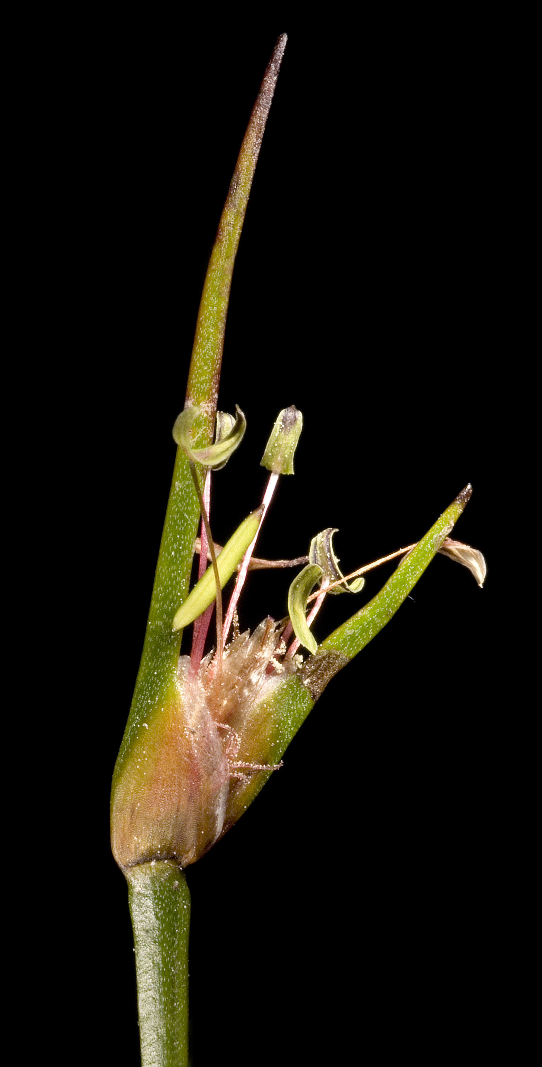 Слика од Centrolepis aristata (R. Br.) Roem. & Schult.