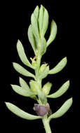 Image of Threlkeldia diffusa R. Br.