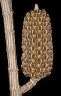 Image of Allocasuarina lehmanniana (Miq.) L. A. S. Johnson