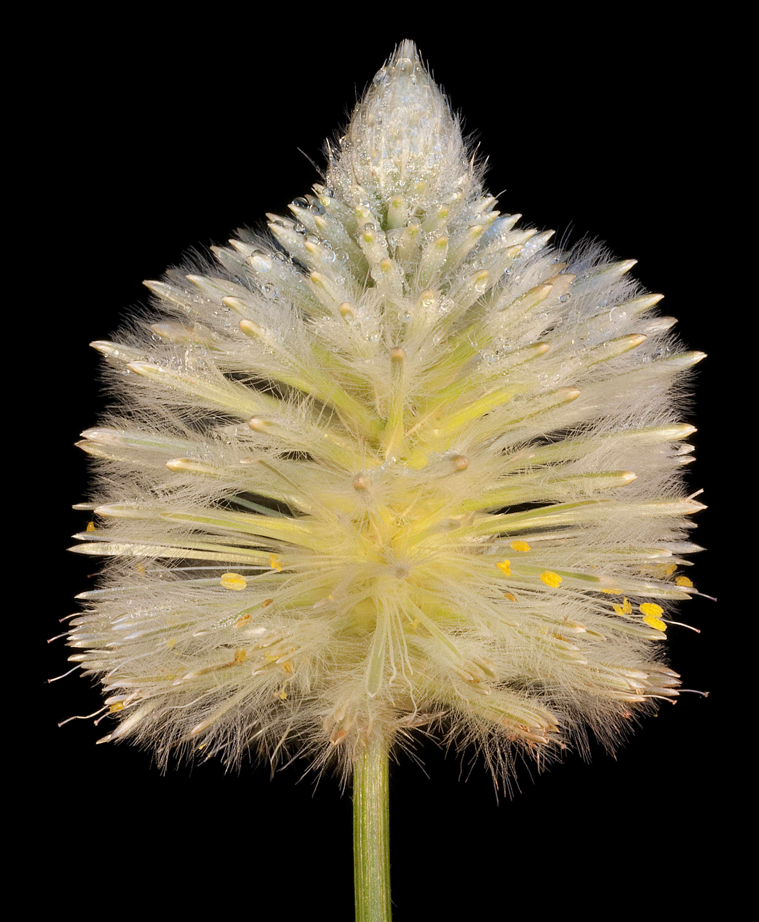 <i>Ptilotus macrocephalus</i>的圖片