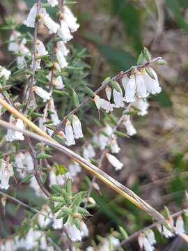 Image of Styphelia fletcheri subsp. brevisepala