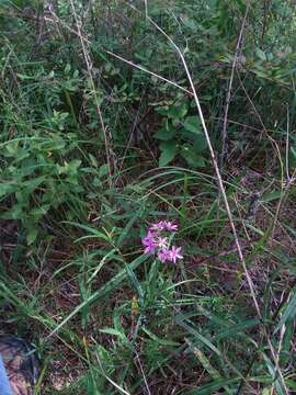 Image of Narrow-Leaf Rose-Gentian