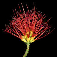 Image of Sand bottlebrush