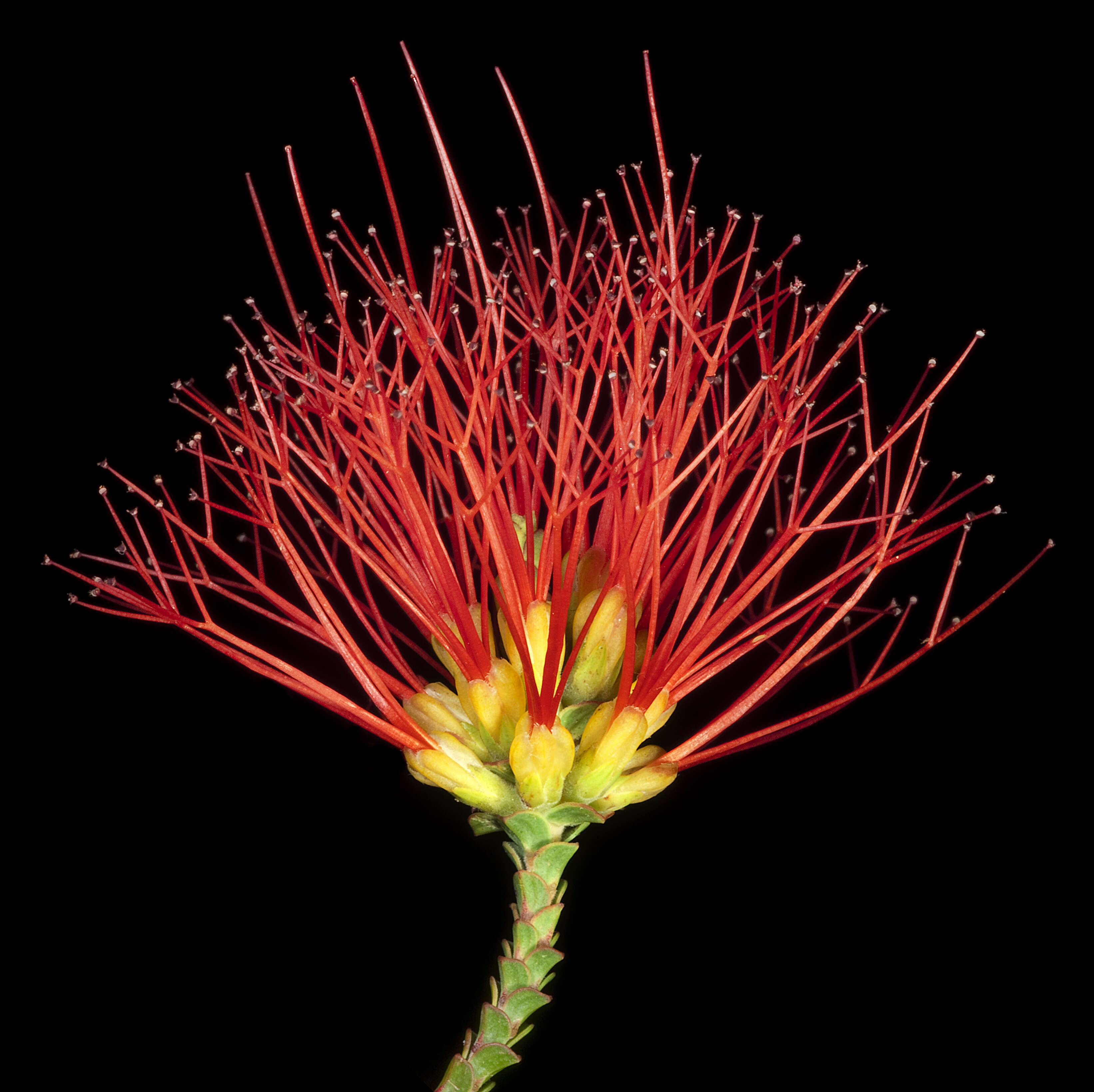 Image of Sand bottlebrush