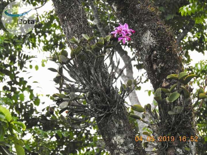 Image of Violet Cattleya