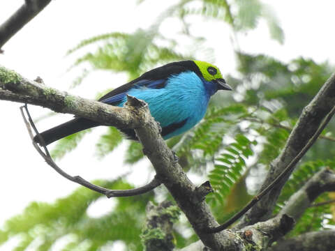 Image of Paradise Tanager