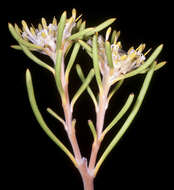 Imagem de Isopogon drummondii Benth.