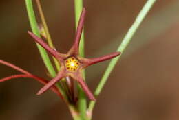 Ceropegia chlorantha (Schltr.) Bruyns的圖片