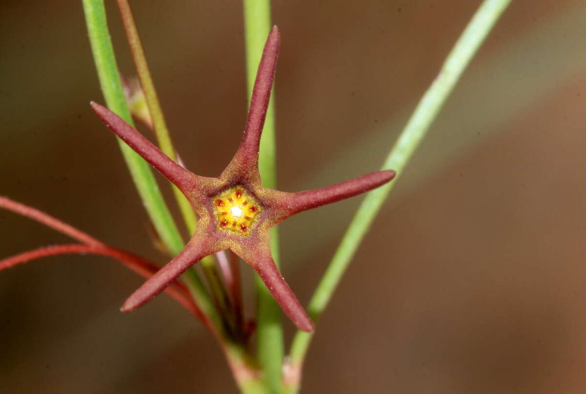 Ceropegia chlorantha (Schltr.) Bruyns的圖片