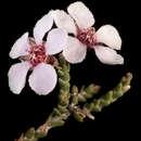 Euryomyrtus maidenii (Ewart & Jean White) Trudgen resmi