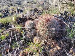 Image of Simpson's Hedgehog Cactus