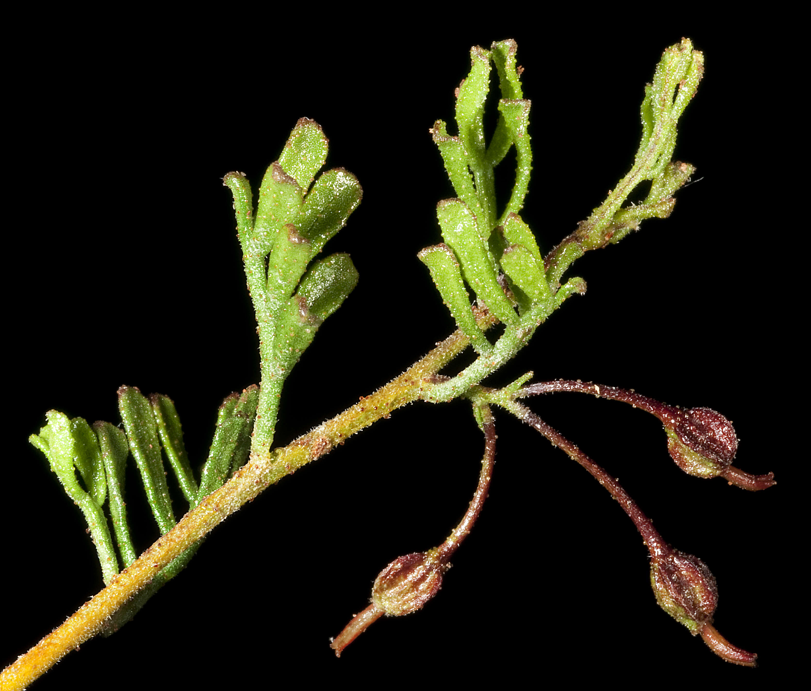 Image of Dodonaea microzyga F. Müll.