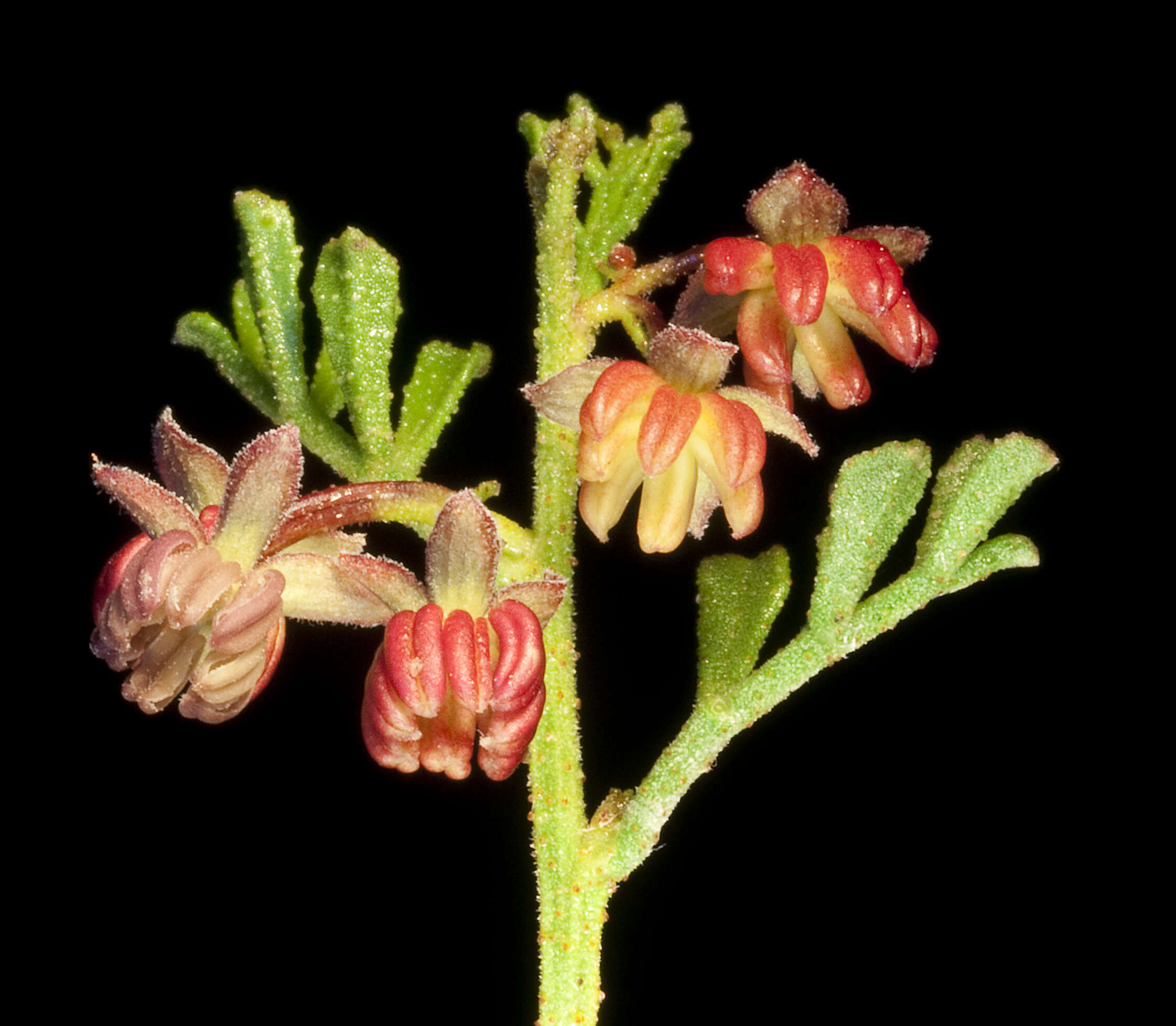 Image of Dodonaea microzyga F. Müll.