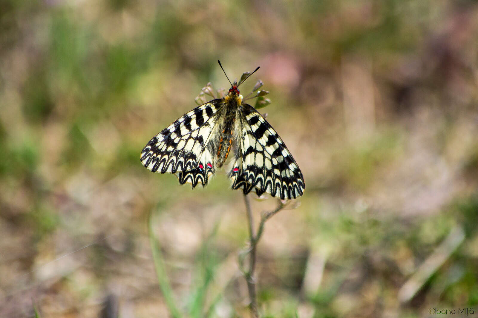 Image of Zerynthia polyxena