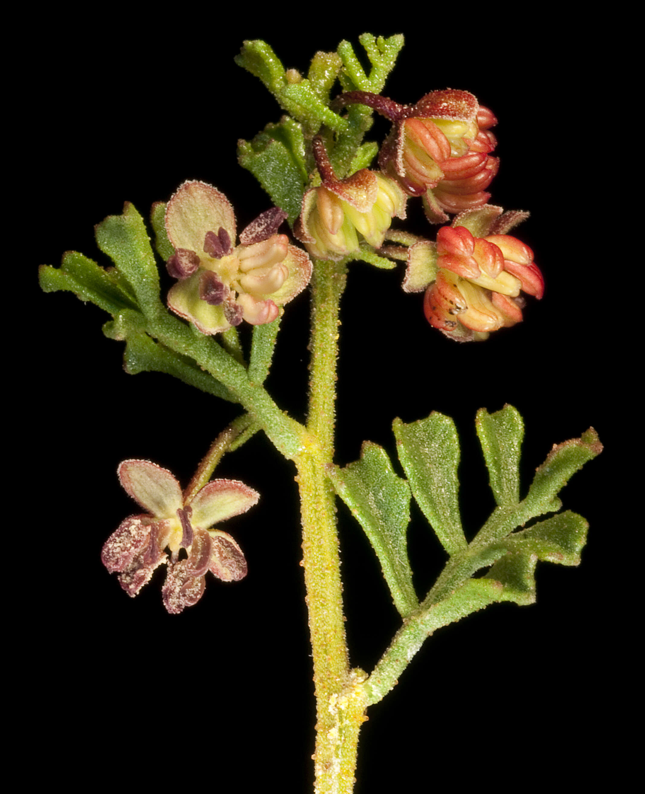 Image of Dodonaea microzyga F. Müll.