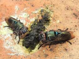 Image of Duomyia obscura Walker 1849