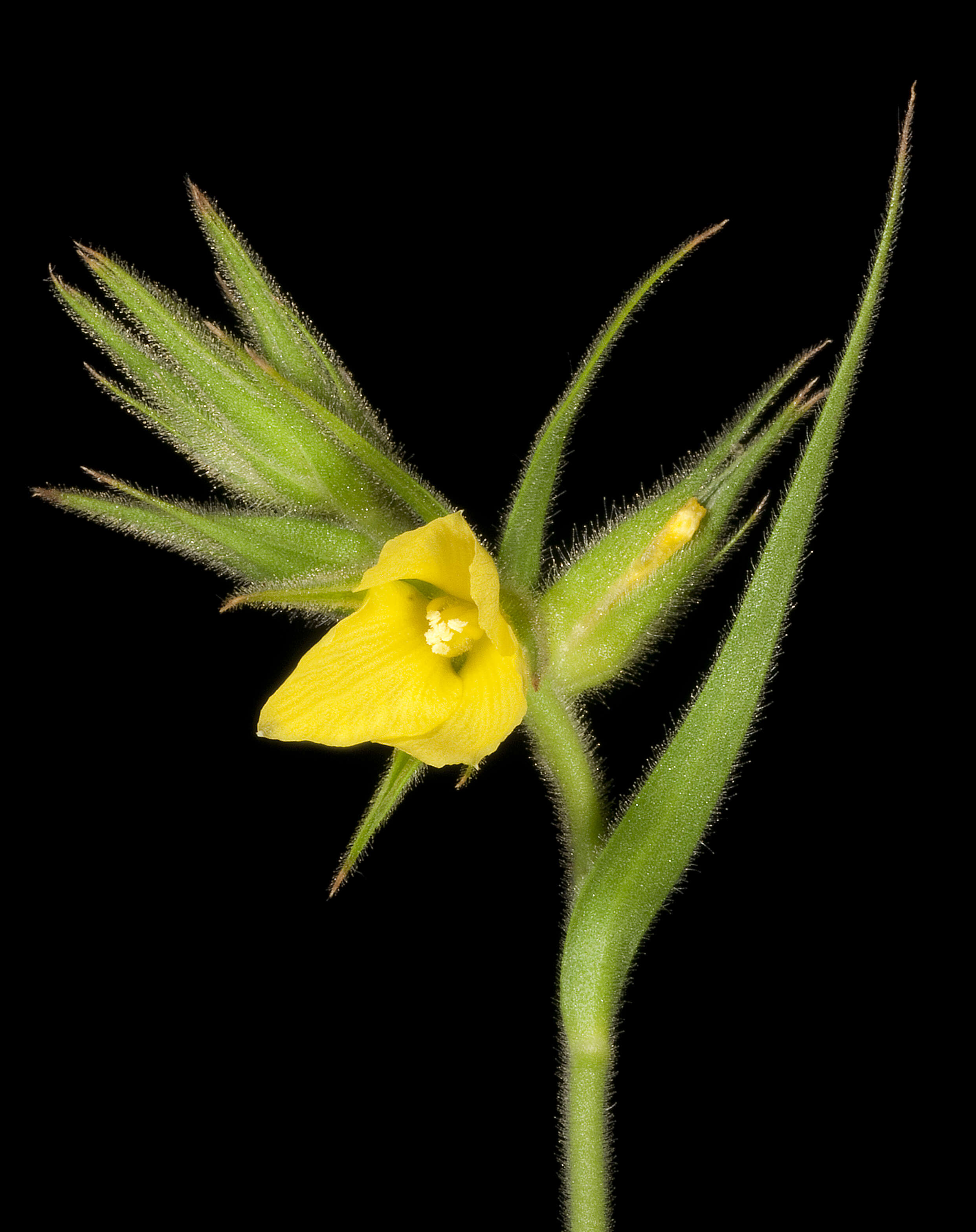 Image of Cartonema philydroides F. Muell.