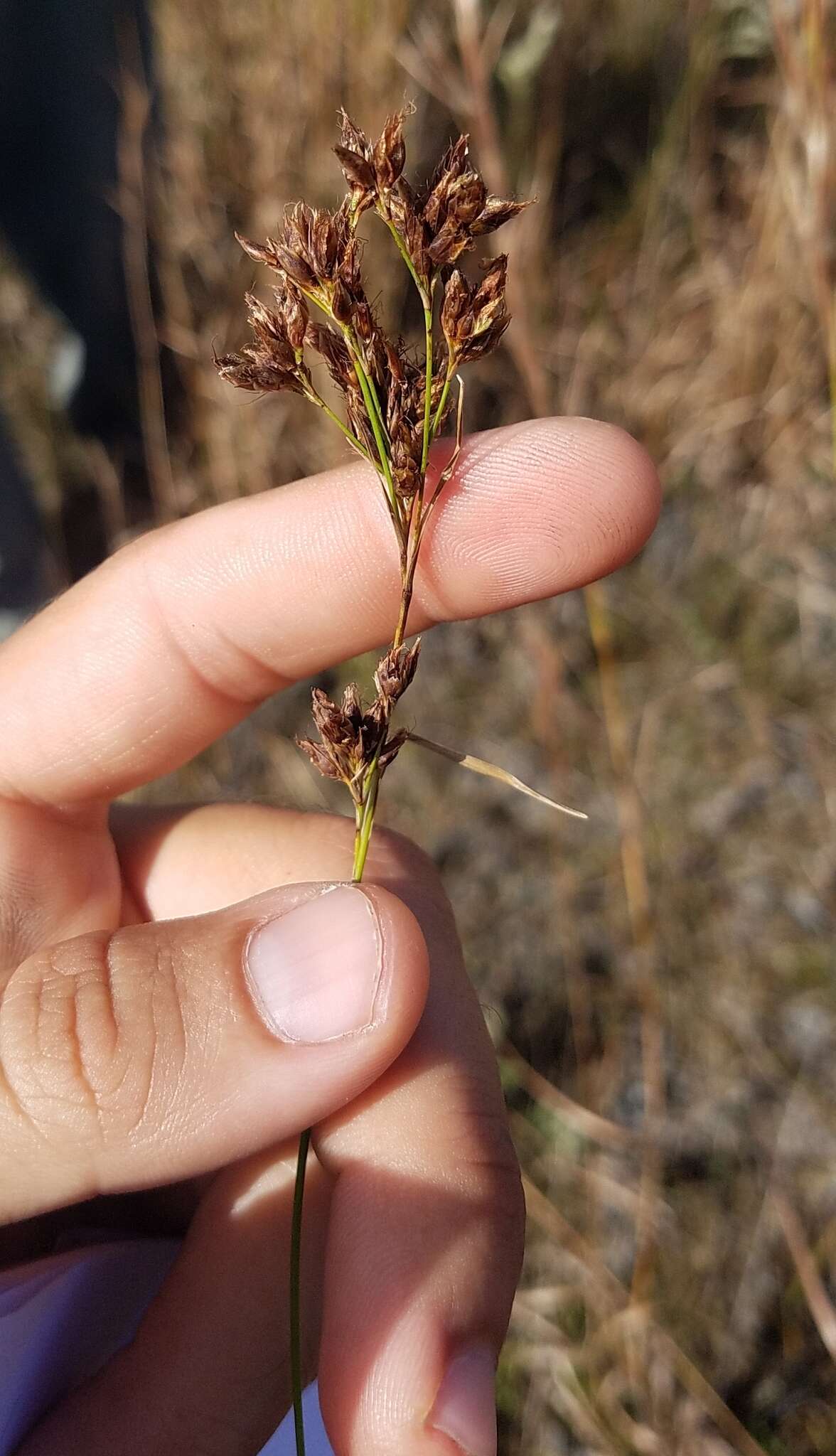 صورة Rhynchospora odorata C. Wright ex Griseb.