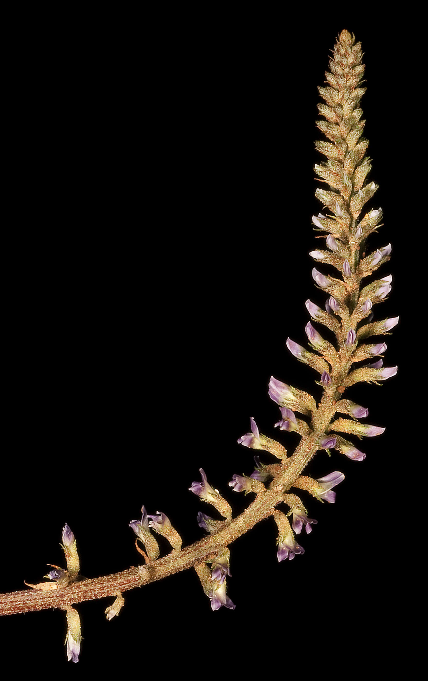 Image of Glycyrrhiza acanthocarpa (Lindl.) J. M. Black