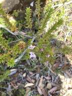 Image of Boronia citriodora Gunn ex Hook. fil.