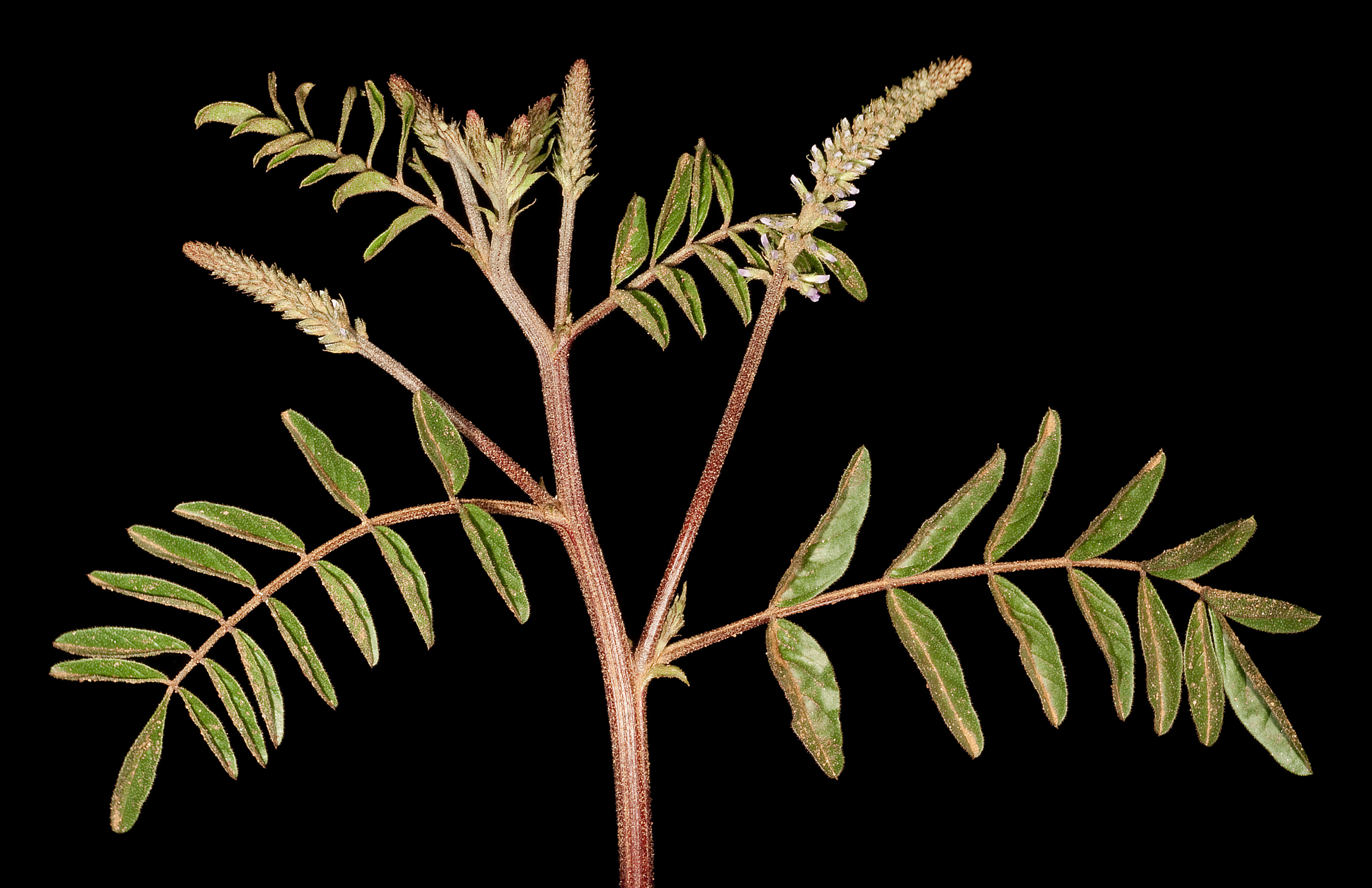 Image of Glycyrrhiza acanthocarpa (Lindl.) J. M. Black