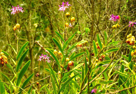 Image of Epidendrum flexuosum G. Mey.