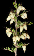 Image of Cryptandra arbutiflora Fenzl