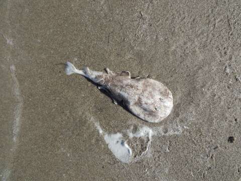 Image of Caribbean Electric Ray