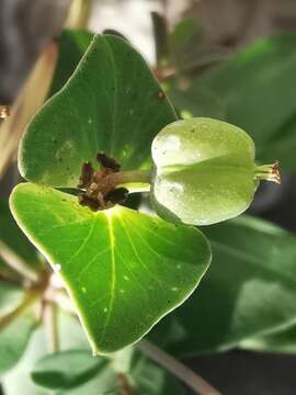 Image of Euphorbia variabilis Ces.