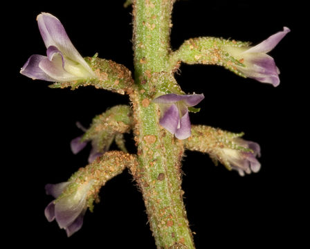 Image of <i>Glycyrrhiza acanthocarpa</i> (Lindl.) J. M. Black