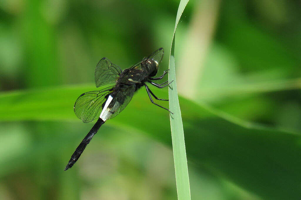 Pseudothemis zonata (Burmeister 1839) resmi