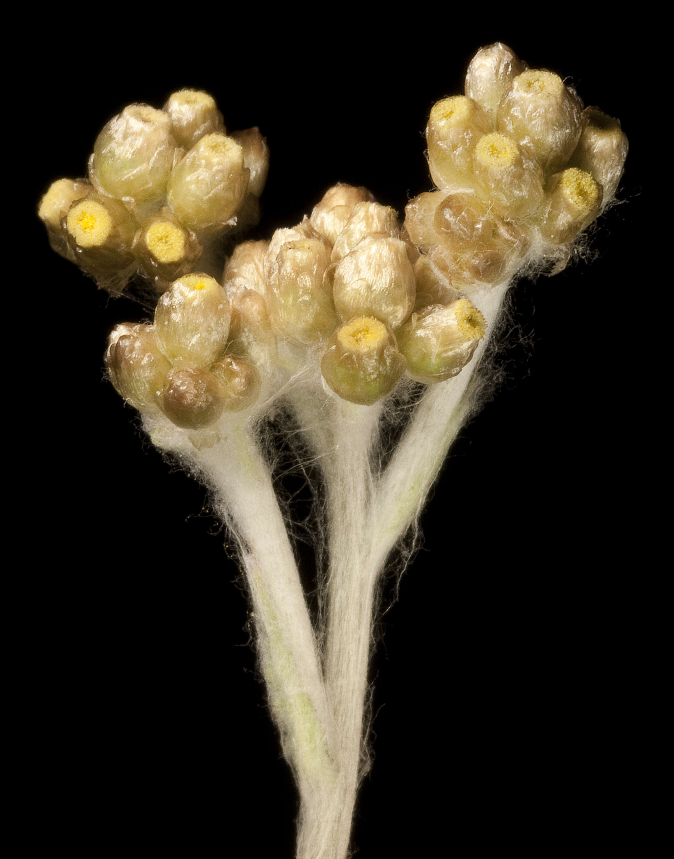 Image of Jersey cudweed