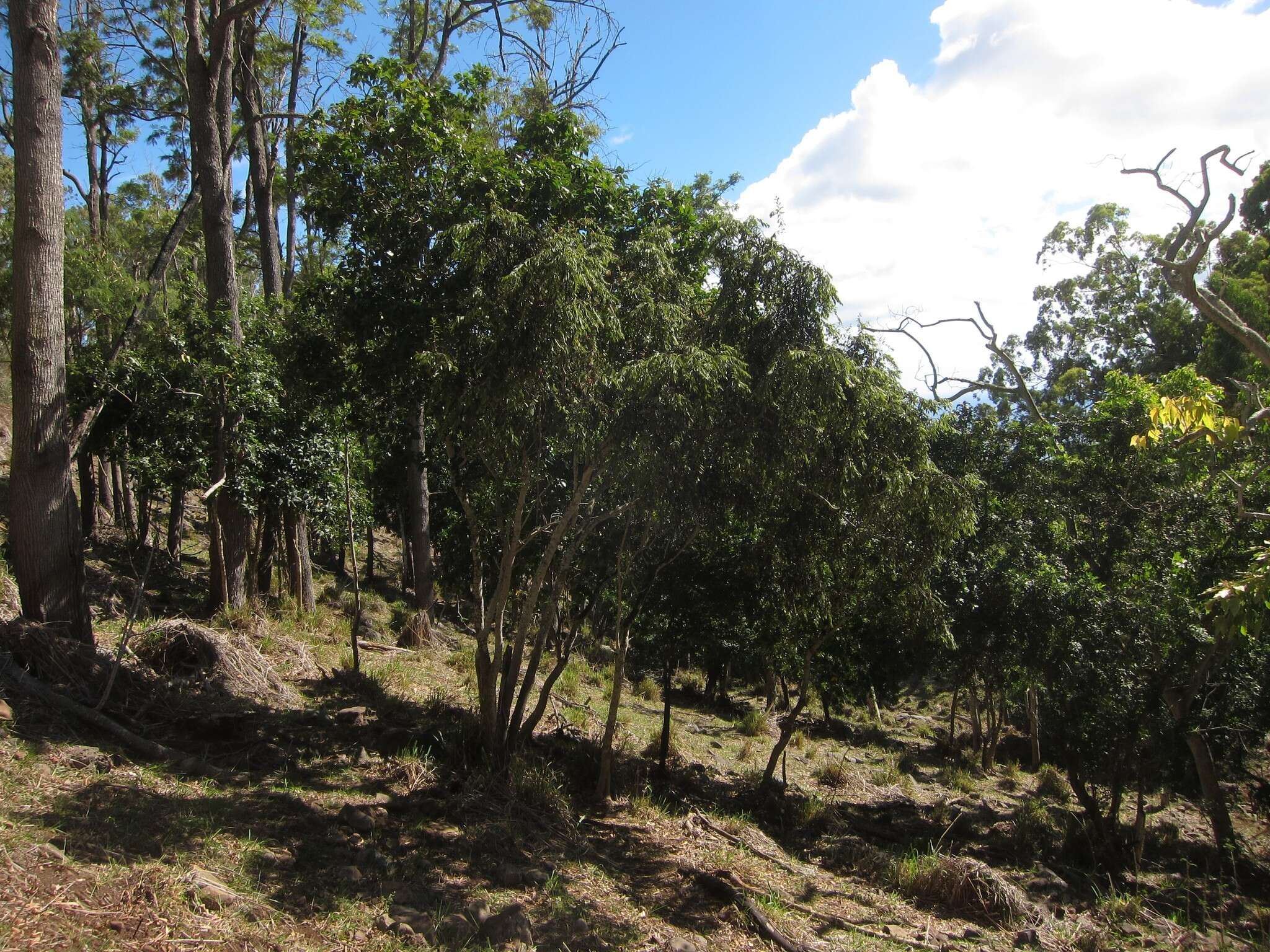 Image de Diospyros hillebrandii (Seem.) Fosberg