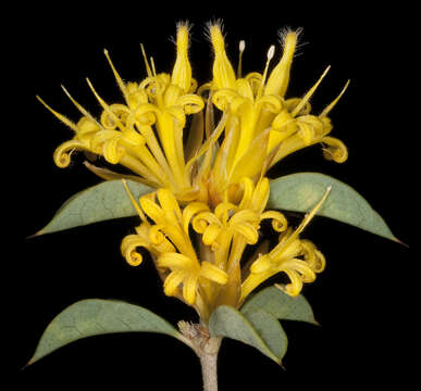 Image of Lambertia ilicifolia Hook.