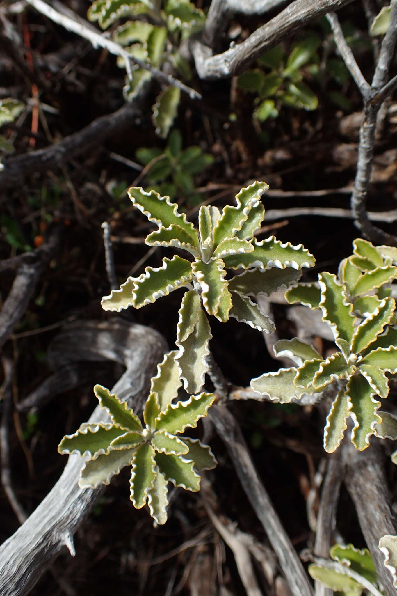 Image of Monro's Ragwort