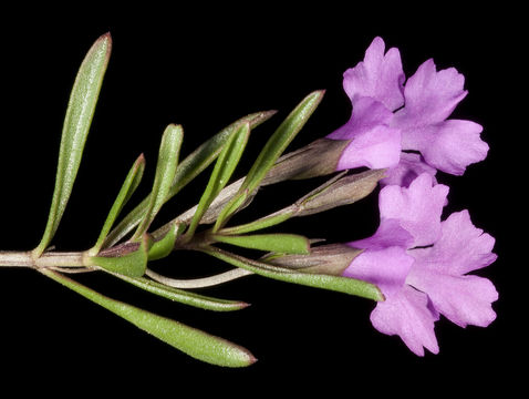 Image of Hemigenia