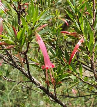 Image of Styphelia triflora Andr.